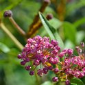 Asclepias incarnata (2)